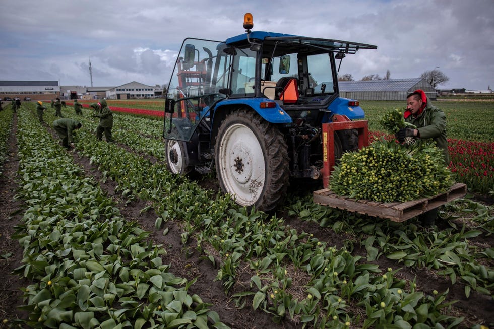 Op de kwekerij van Alex Warmerdam bij Lisse plukken medewerkers tulpen met de hand en binden ze samen tot bossen