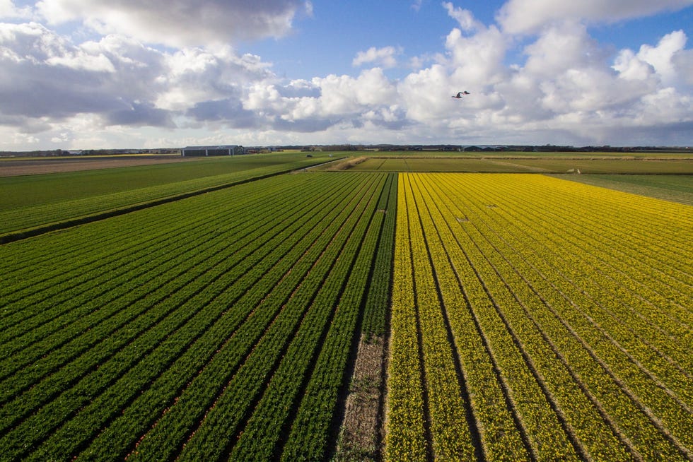 Op de bloemenkwekerij van de Firma J Dignum en Zn bij Den Helder staan tulpen en narcissen op aangrenzende velden in volle bloei