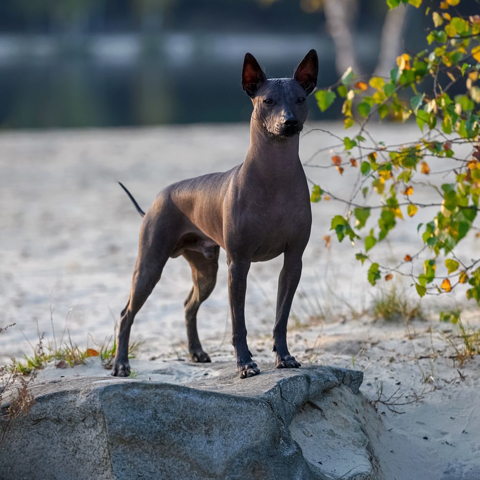magnificent xoloitzcuintle mexican hairless dog standing on stone, dogs that don't shed