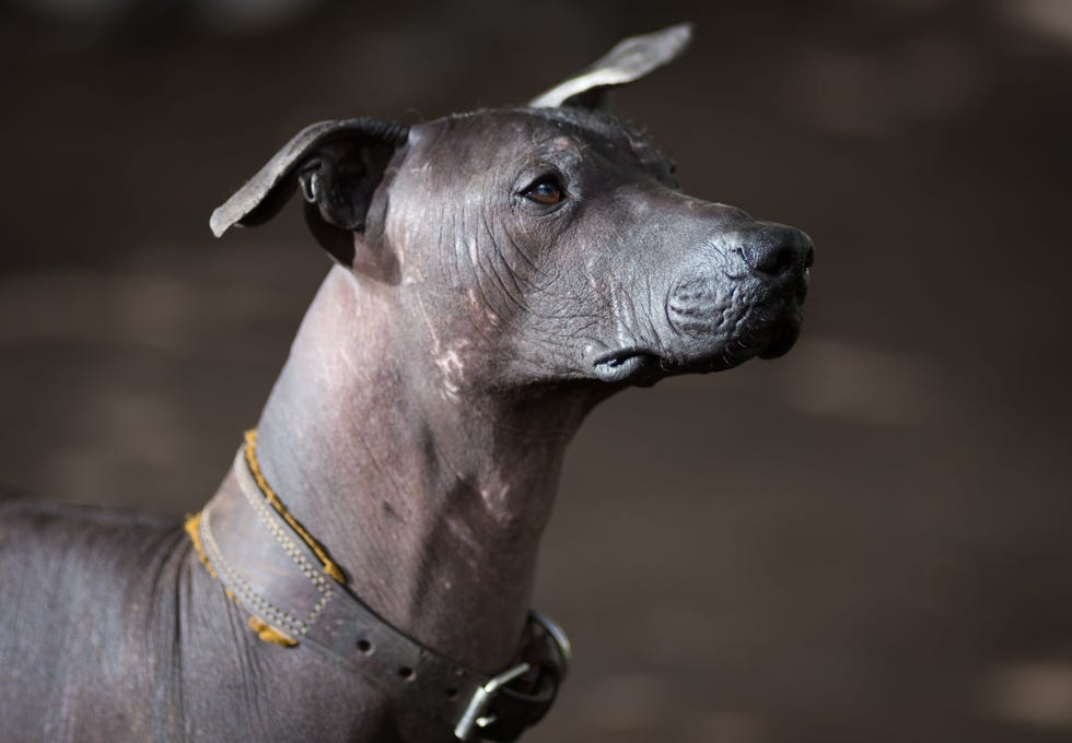 15 lesser known dog breeds mexican hairless dog