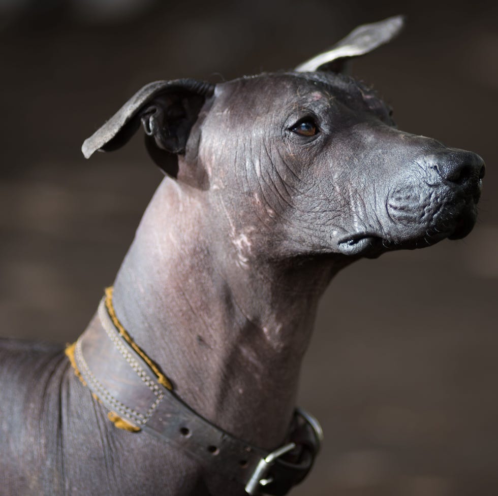 15 lesser known dog breeds mexican hairless dog 15 lesser known dog breeds mexican hairless dog