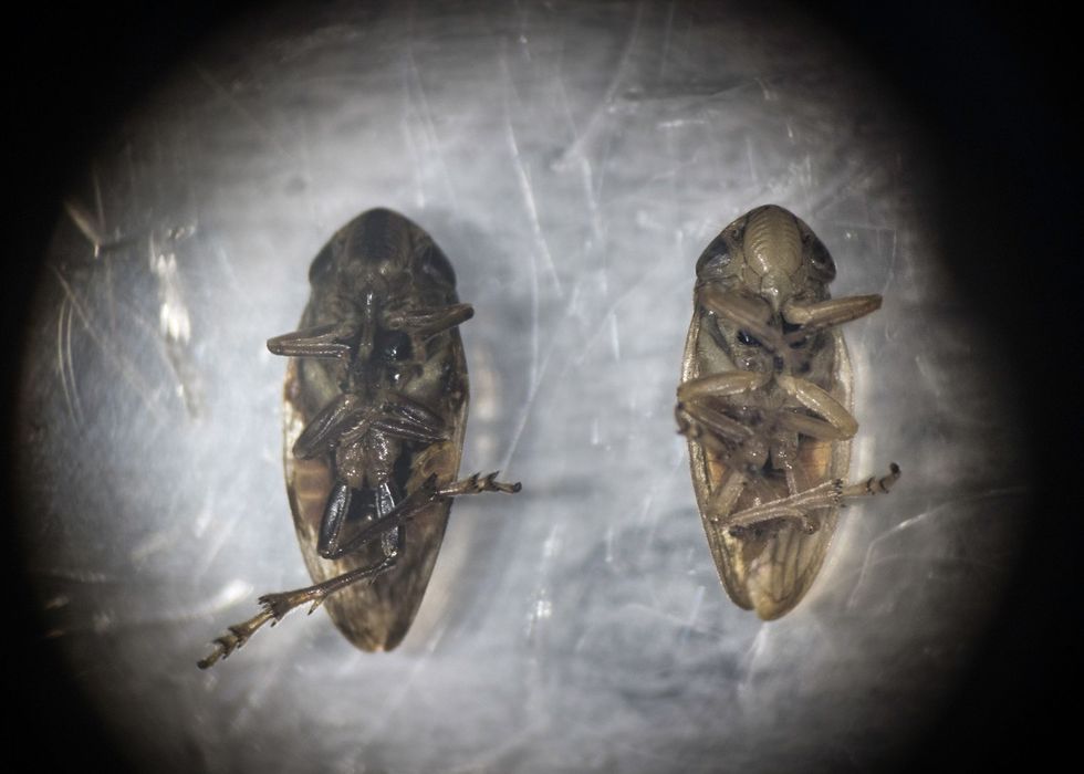 Een vrouwtje rechts en mannetje links van het schuimbeestje onder een microscoop van de Nationale Onderzoeksraad CNR in Bari