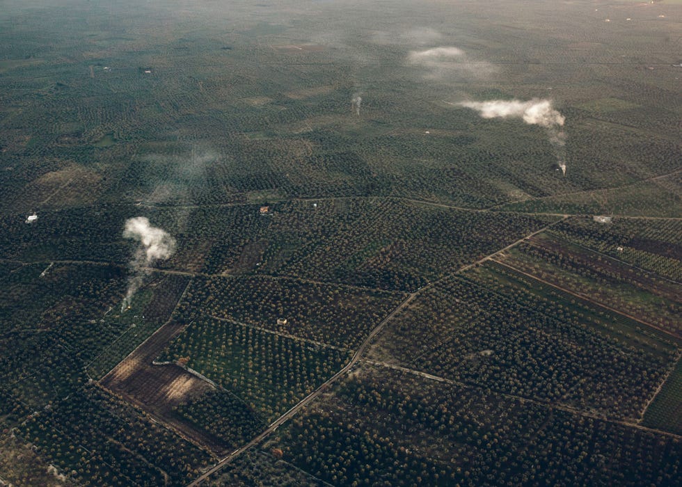 De meeste olijfgaarden rond Bari zijn nog niet met Xylella besmet Maar zullen ze in de toekomst kunnen overleven