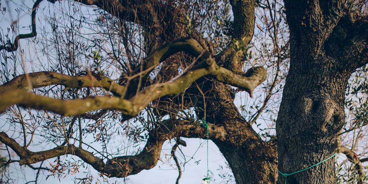 Er is nog geen behandeling tegen Xylella gevonden maar telers gebruiken vaak zelfbedachte remedies om de bomen te redden Zo sterkte Gaetano de Nola deze zieke boom in 2016 met een infuus van het sap van beuken acacias grapefruits en citroenen
