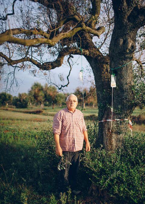 Er is nog geen behandeling tegen Xylella gevonden maar telers gebruiken vaak zelfbedachte remedies om de bomen te redden Zo sterkte Gaetano de Nola deze zieke boom in 2016 met een infuus van het sap van beuken acacias grapefruits en citroenen