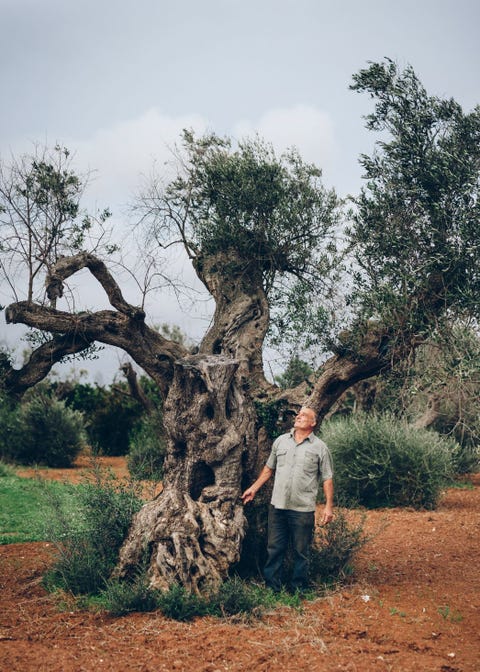 Cosimino de Luca was een van de eersten die de bruine licht verdorde blaadjes aan de olijfbomen van zijn familie opmerkte Sinds 2013 is hij achthonderd olijfbomen kwijtgeraakt waaronder bomen die meer dan zevenhonderd jaar oud waren
