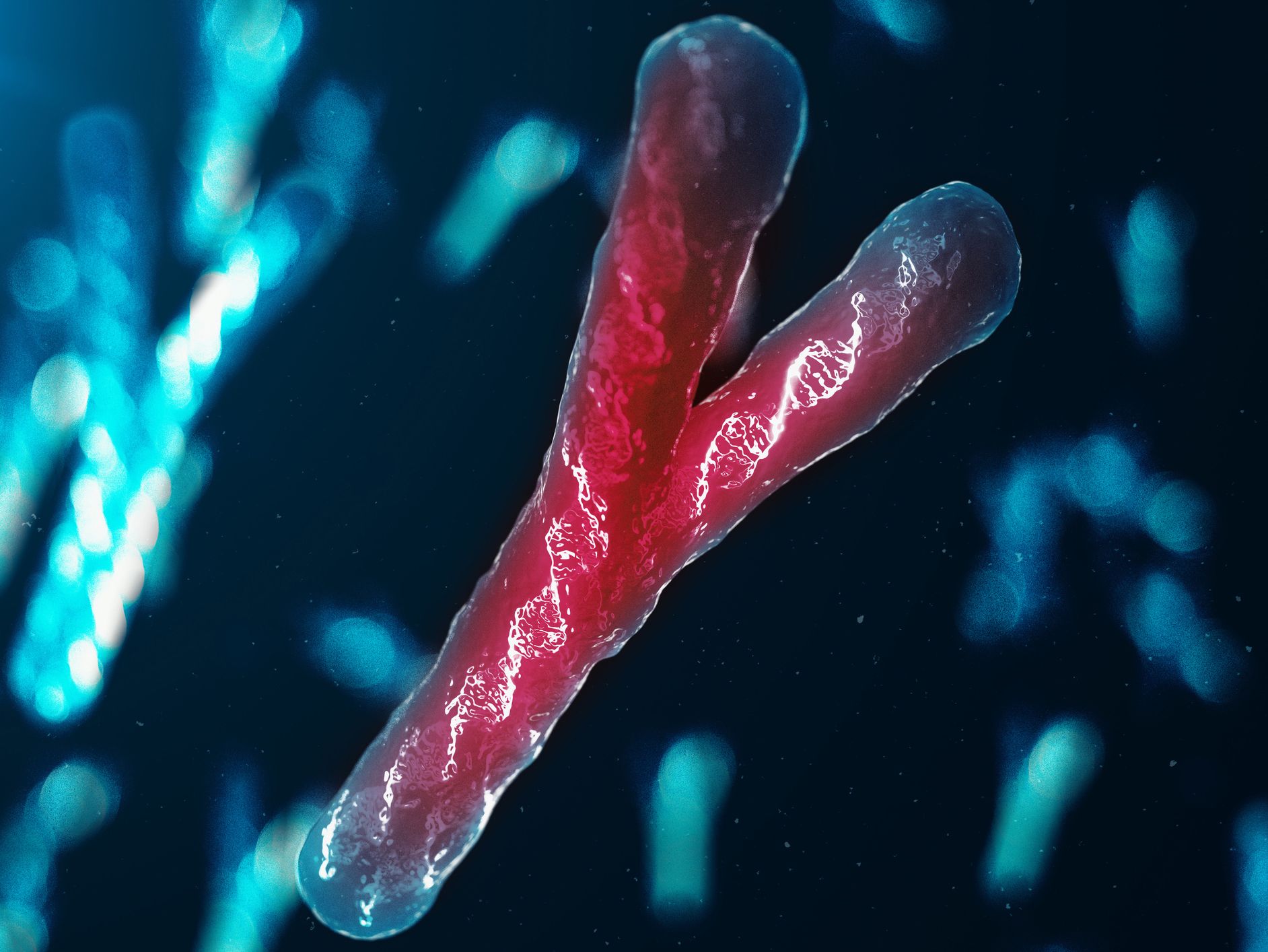y chromosome