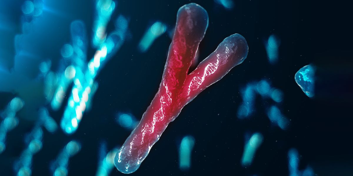 Y Chromosome Fully Sequenced For The First Time