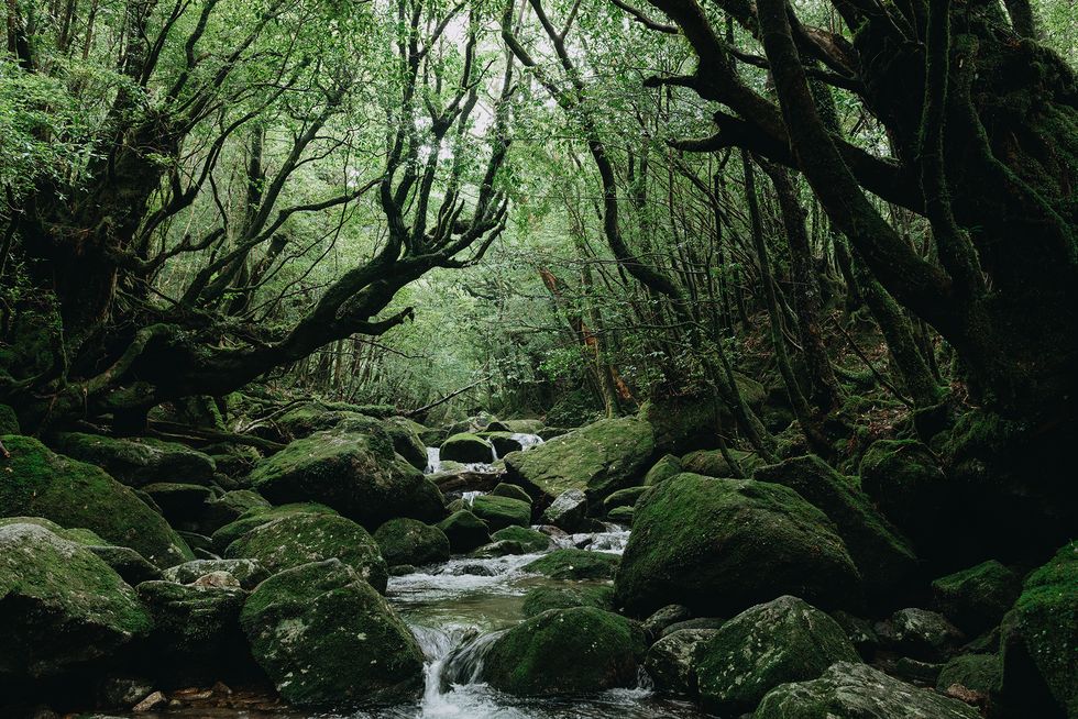 Yakushima's lush green forest with stream, Shiratani Unsuikyo Trail