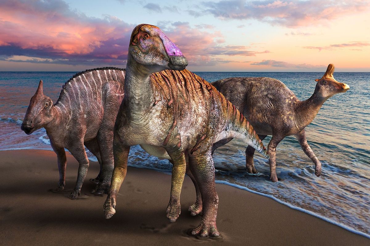 Ruim 66 miljoen jaar geleden in de allerlaatste fase van het Mesozocum leefden twee eendensnaveldinosaurirs in een regio die nu de Japanse archipel vormt Een van deze reusachtige planteneters midden werd eerder dit jaar wetenschappelijk beschreven Het dier is slechts een van de 42 nieuwe dinosaurirsoorten die tot dusver in 2021 zijn ontdekt