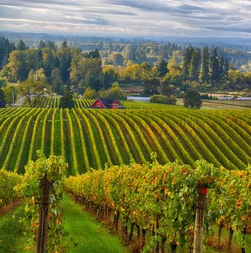 north americausaoregonwillamite valleyrolling vineyards of yamhill area in willamite valley