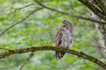 Bird, Owl, Vertebrate, great grey owl, Bird of prey, Western Screech owl, Wildlife, Beak, Branch, Adaptation, 