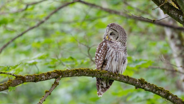 Bird, Owl, Vertebrate, great grey owl, Bird of prey, Western Screech owl, Wildlife, Beak, Branch, Adaptation, 