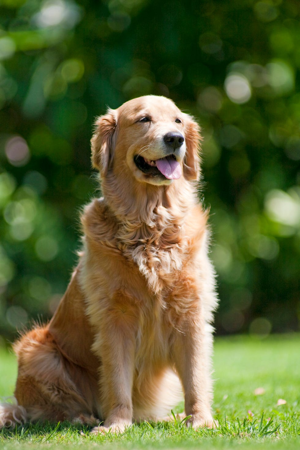 full grown female golden retriever