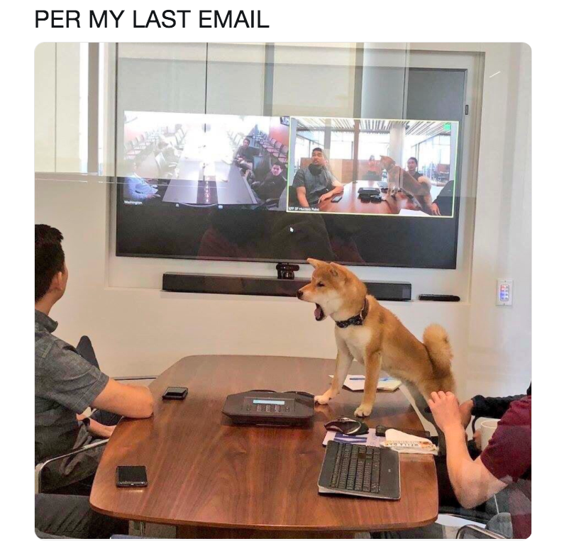 email dog meme