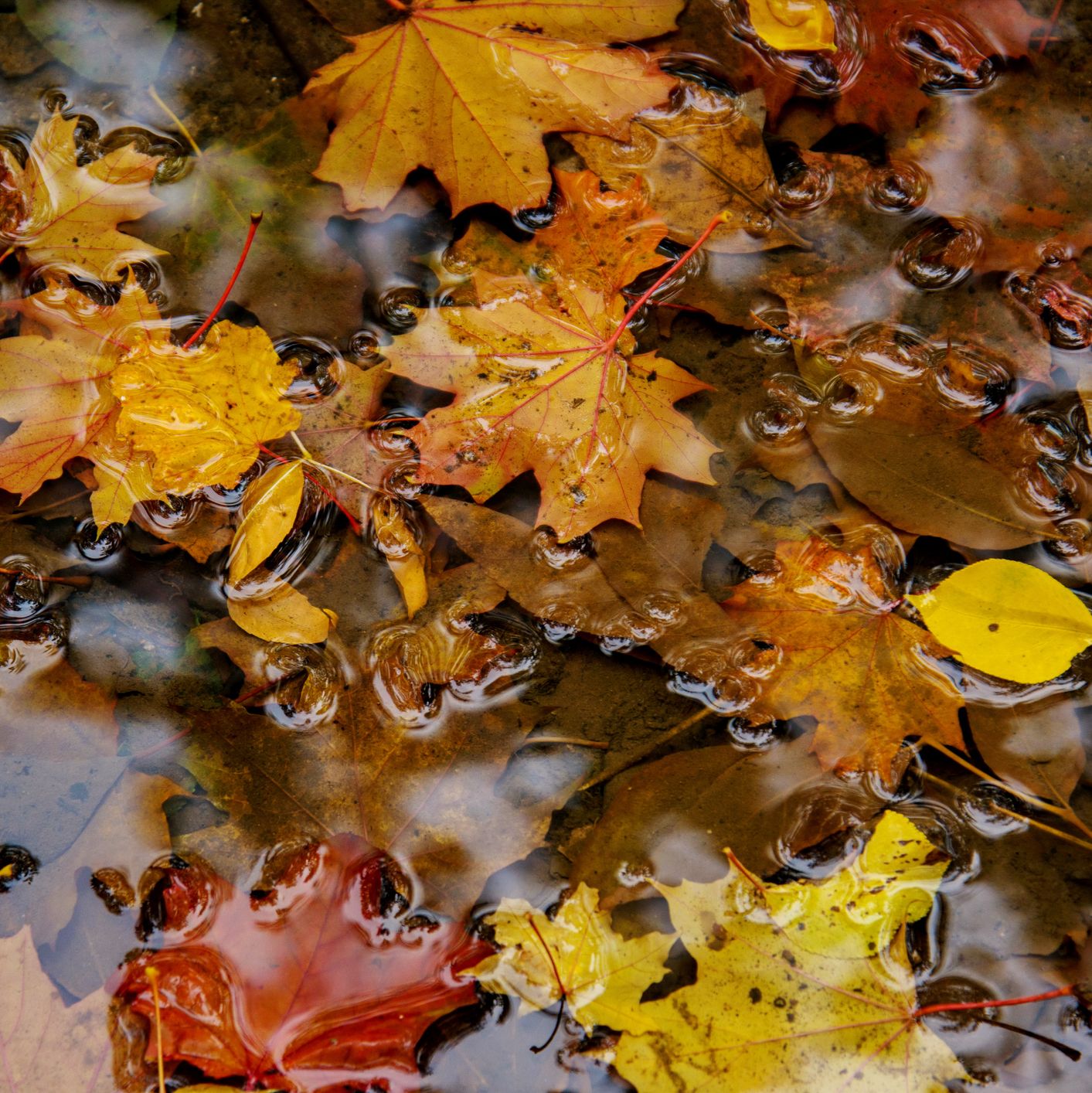 Yellow autumn maple leaves rotting in a rain puddle.