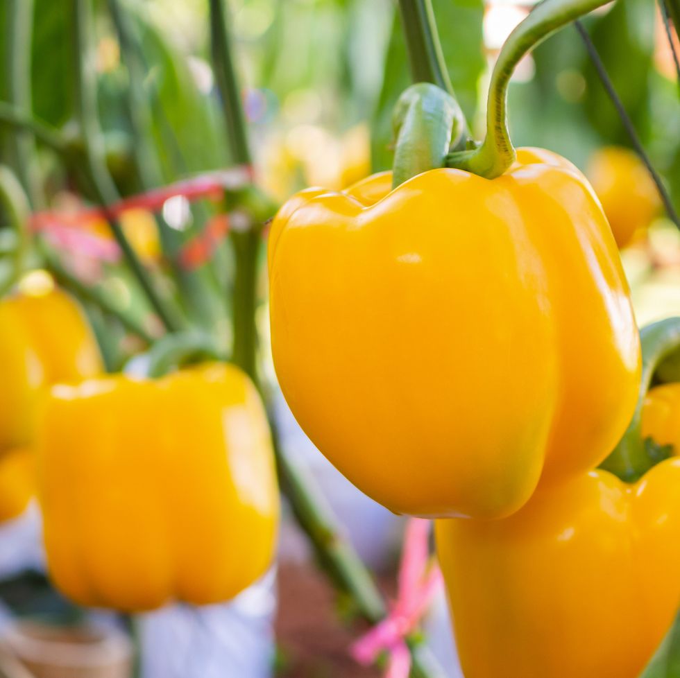yellow bell pepper plant growing in organic garden