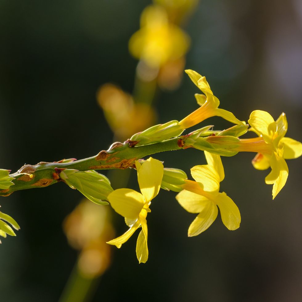 yellow bloomingwinter jasmines jasminum nudiflorum