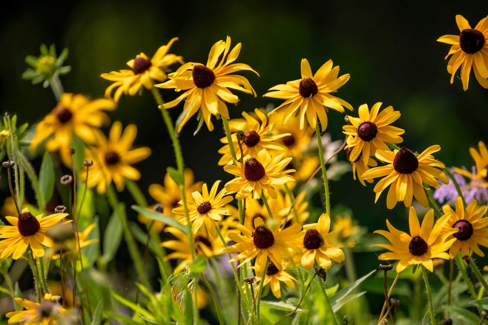 Yellow Cornflower