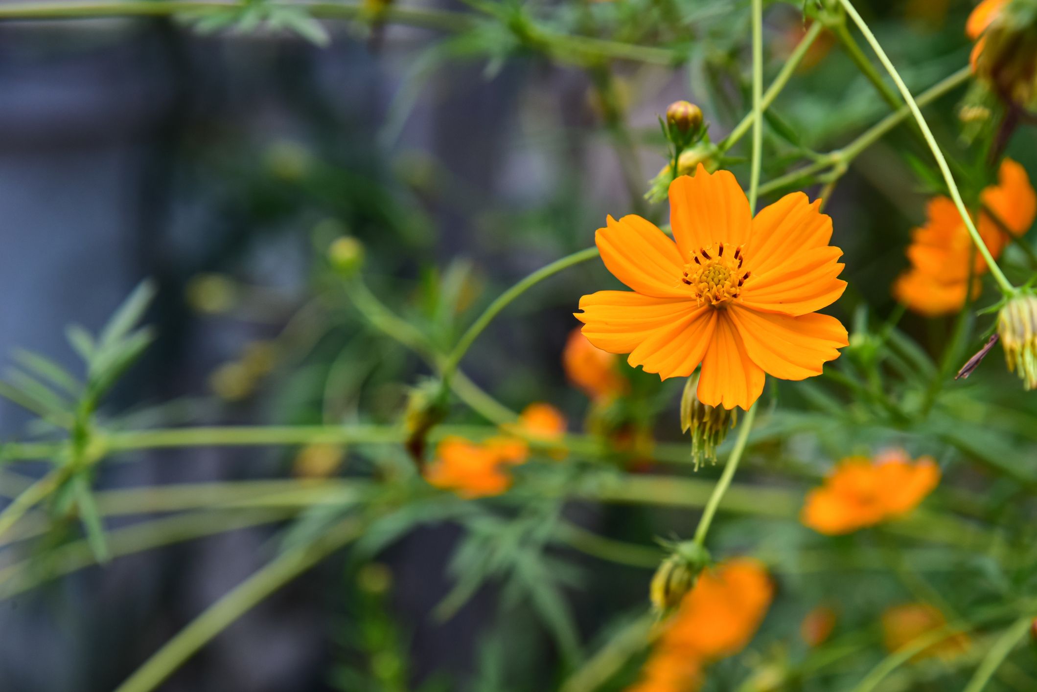 11+ Orange Spiky Flower