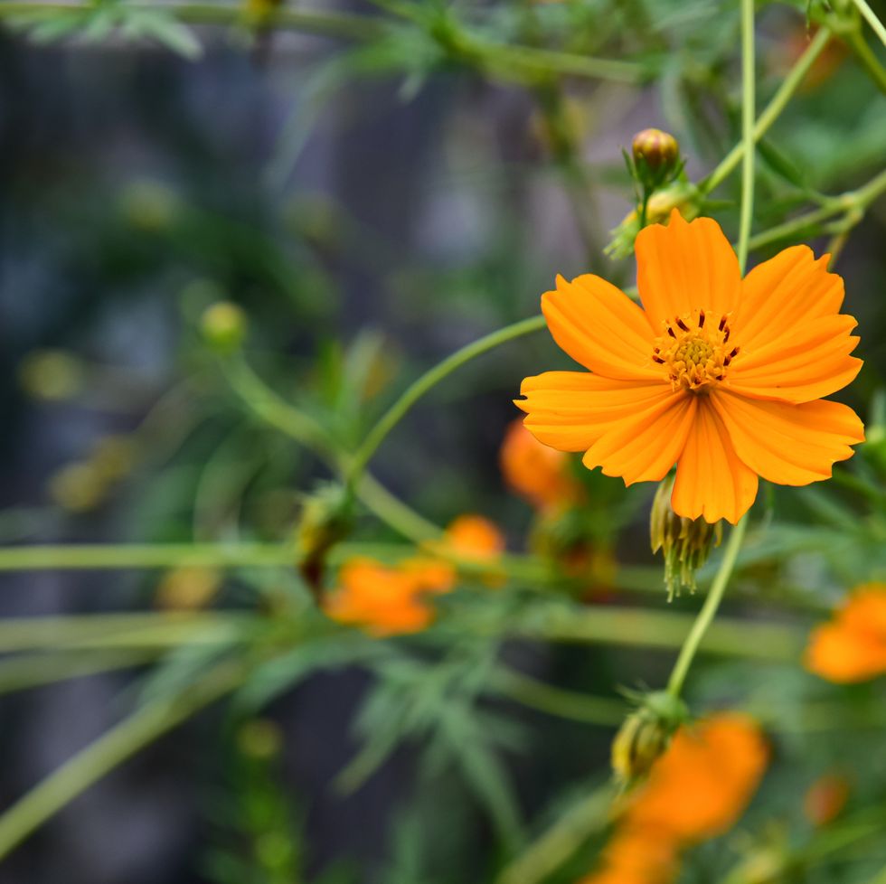 30 Beautiful Orange Flowers to Plant in Your Garden in 2024
