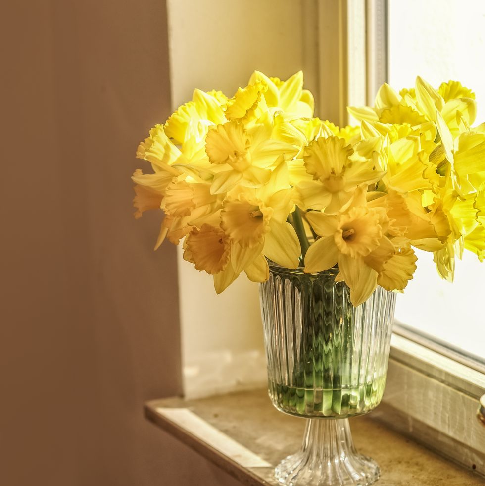 yellow daffodils blooming flower bouquet in glass vase at window sill with natural light. traditional spring flower