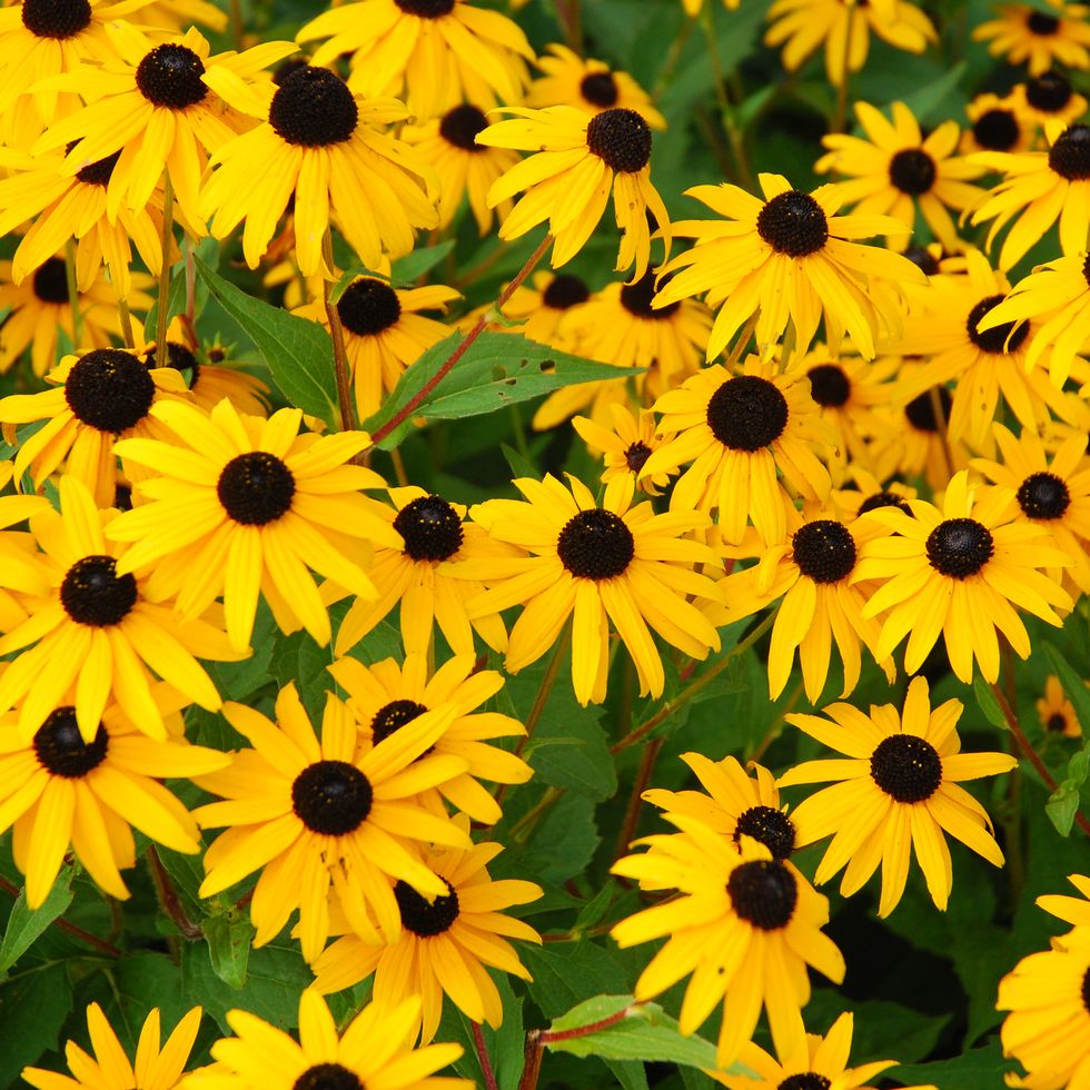 yellow daisies with brown centers growing freely