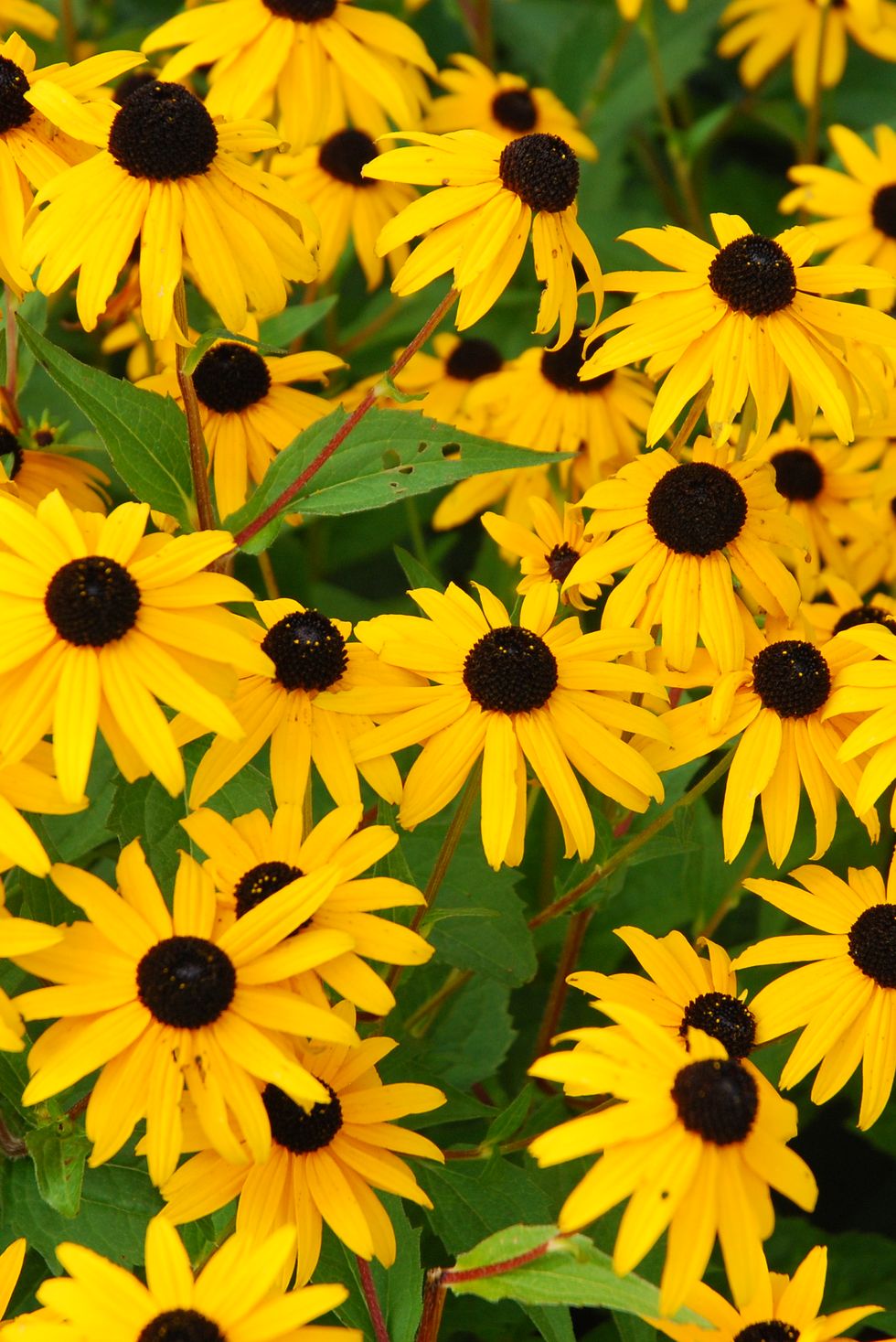 yellow daisies with brown centers growing freely