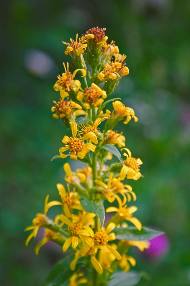yellow goldenrod flowers