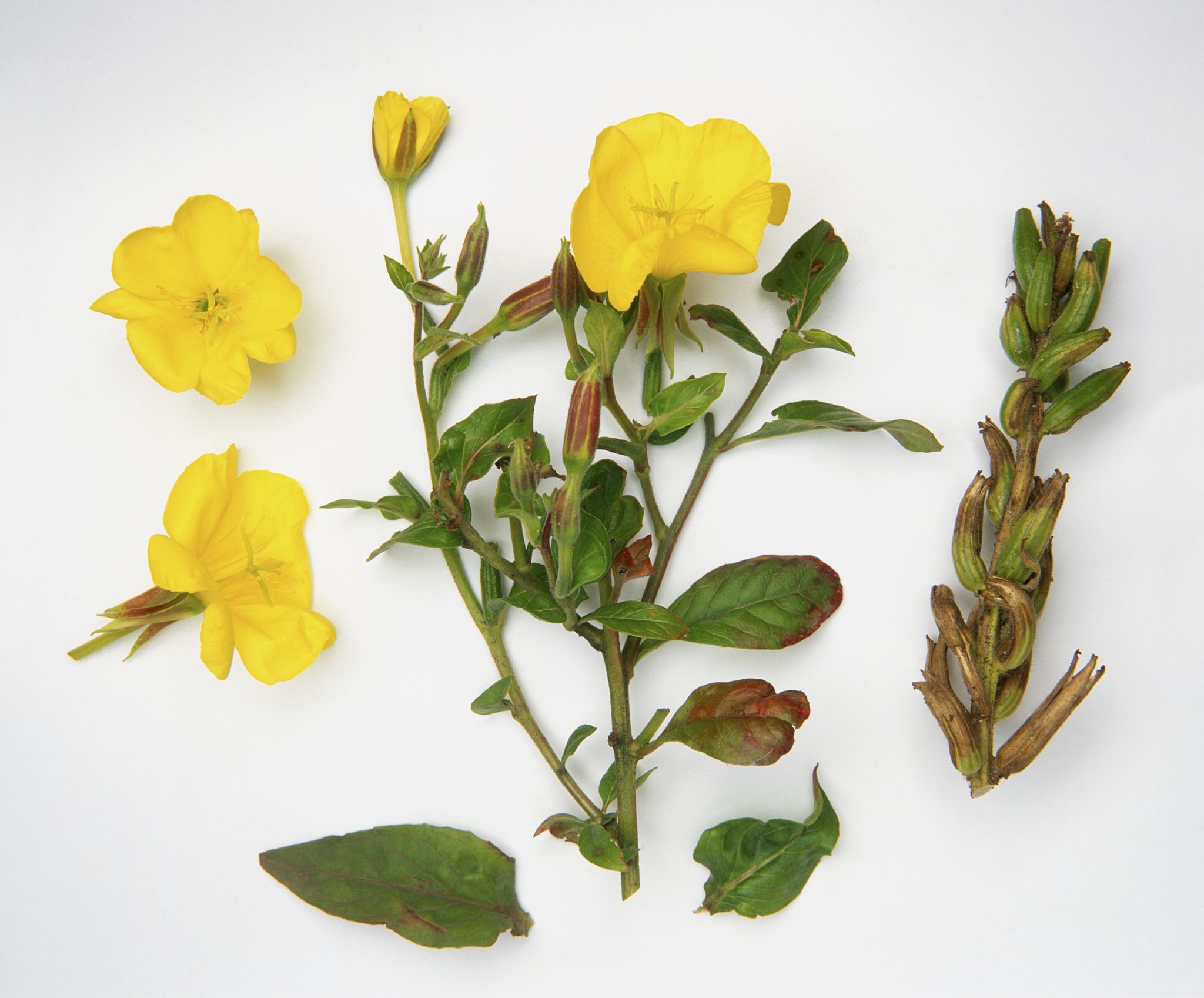 Yellow, flowering stems, stem with seed pods, flower heads and leaves from Oenothera biennis (Evening primrose)