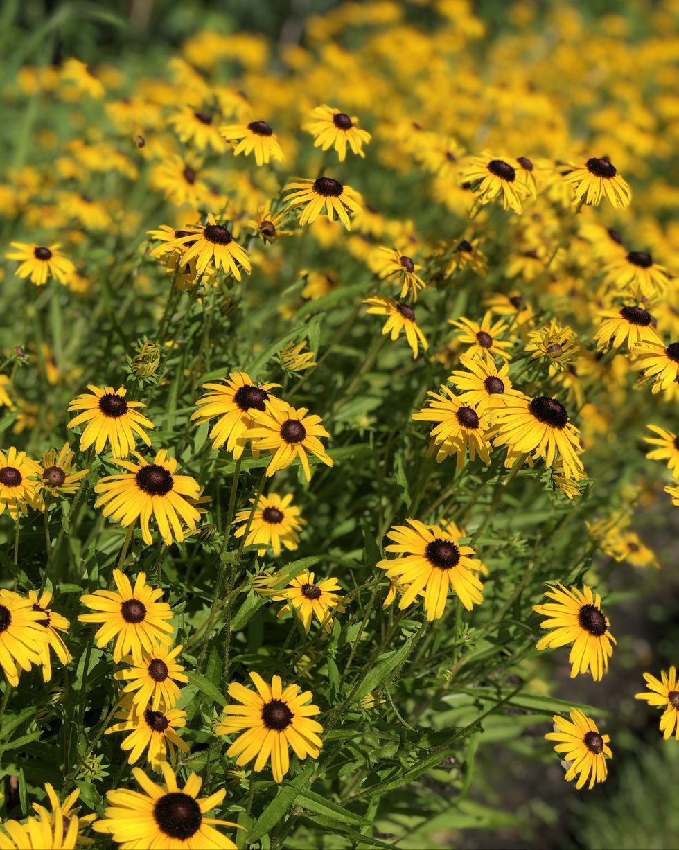 yellow flowers,close up of yellow flowering plants on field,ohio,united states,usa