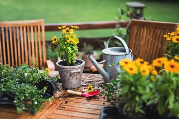 cómo cuidar tus plantas y flores de interior y exterior con alexa