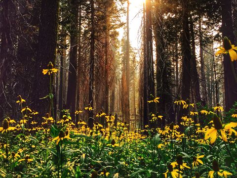 Yellow Flowers Growing In Forest