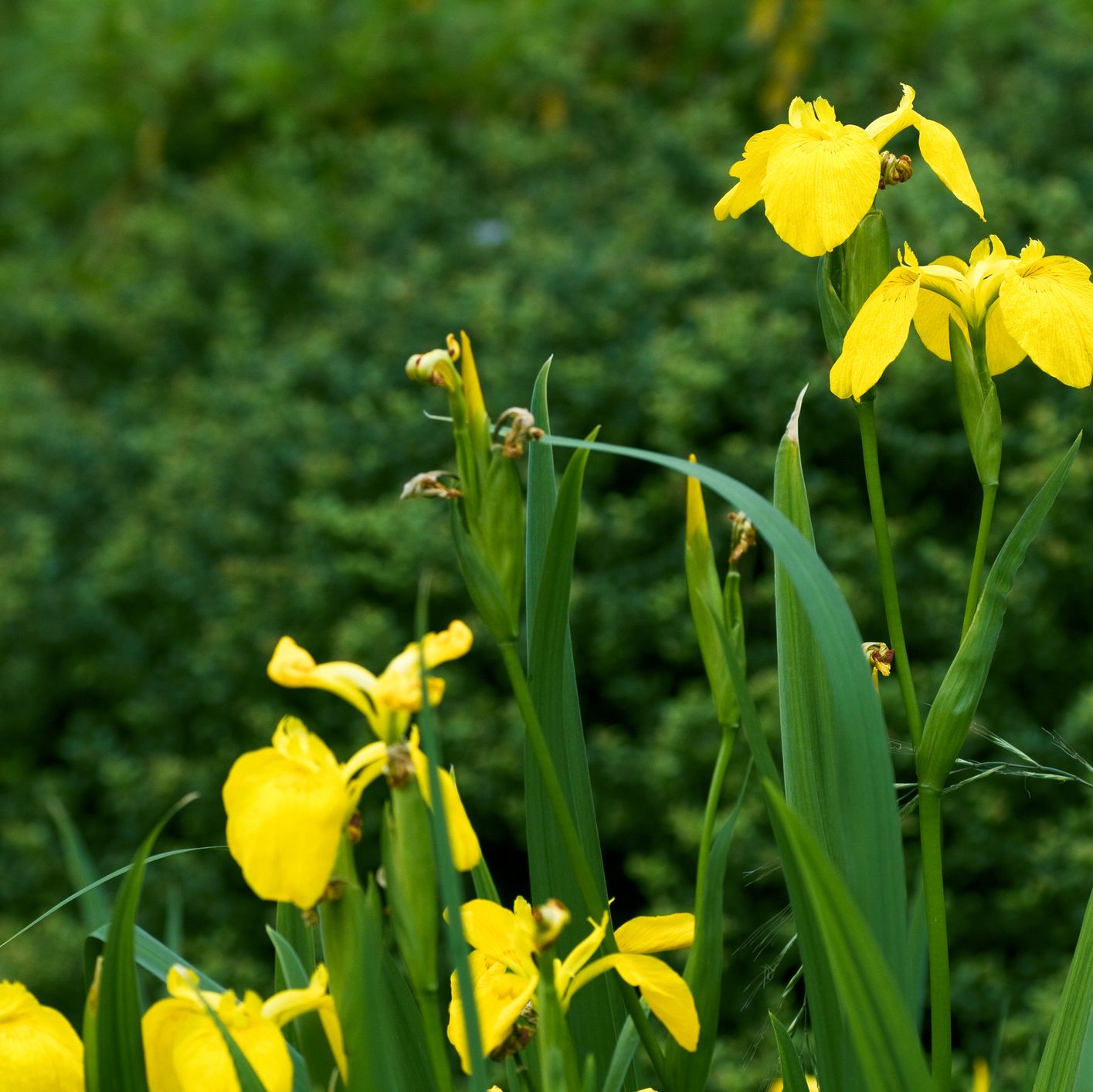 names of yellow spring flowers
