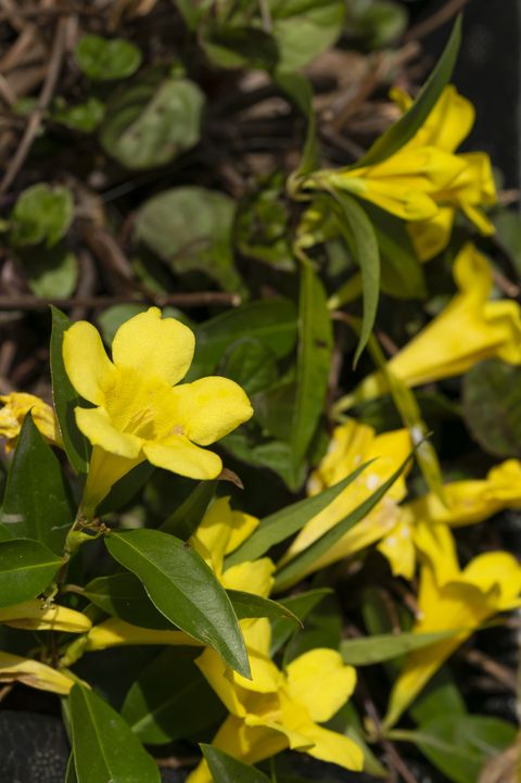 yellow flowers of gelsemium sempervirens