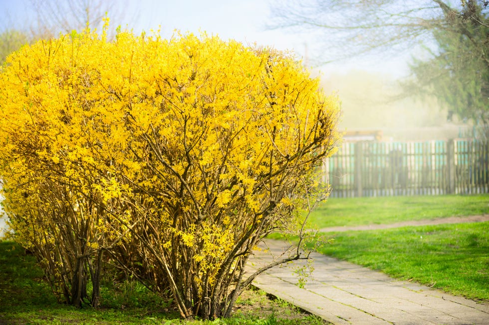 yellow forsythia bush at gardens background spring blossom