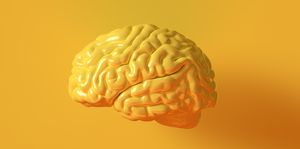 Yellow Human brain Anatomical Model
