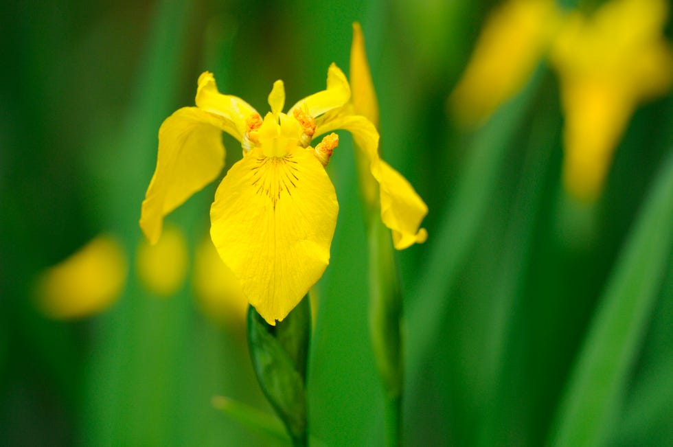 iris pseudacorus o iris amarillo