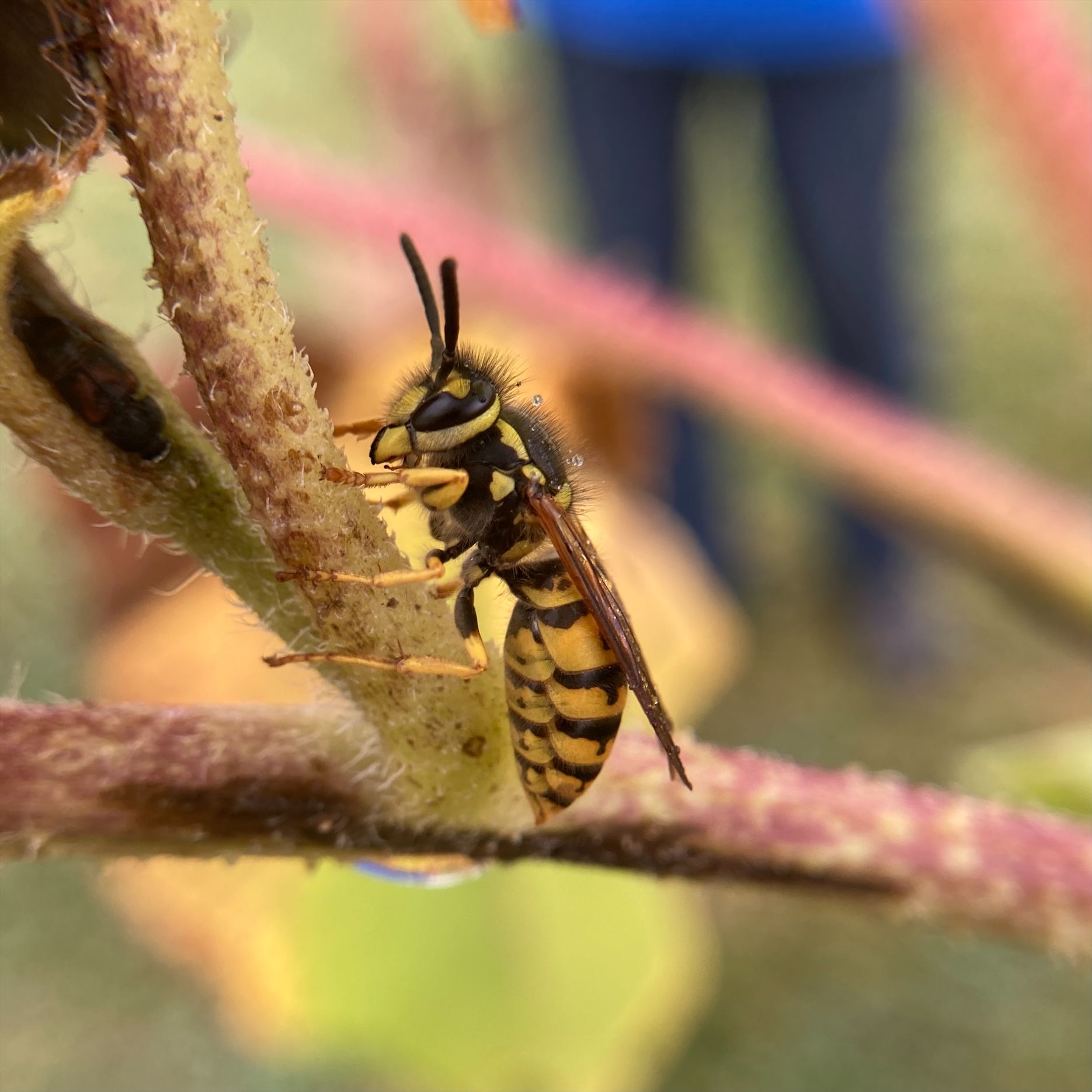 yellow jacket in plant stem