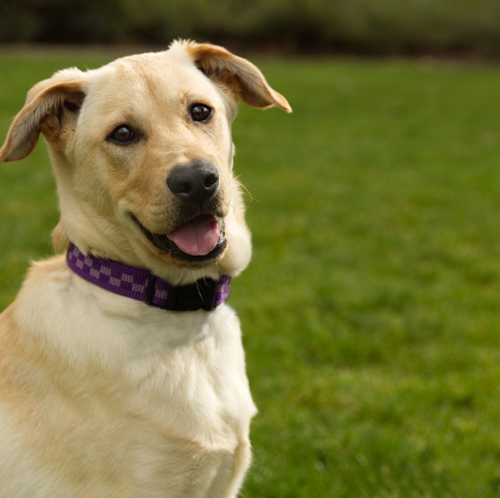 yellow labrador pup with purple collar sitting on bright green grass