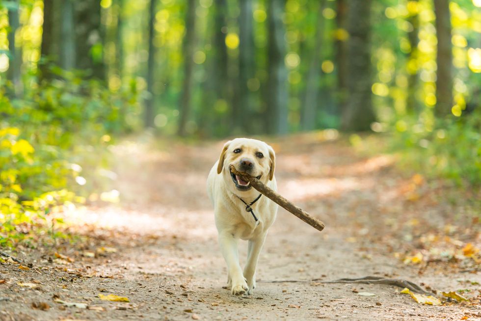 yellow labrador with stick in forest