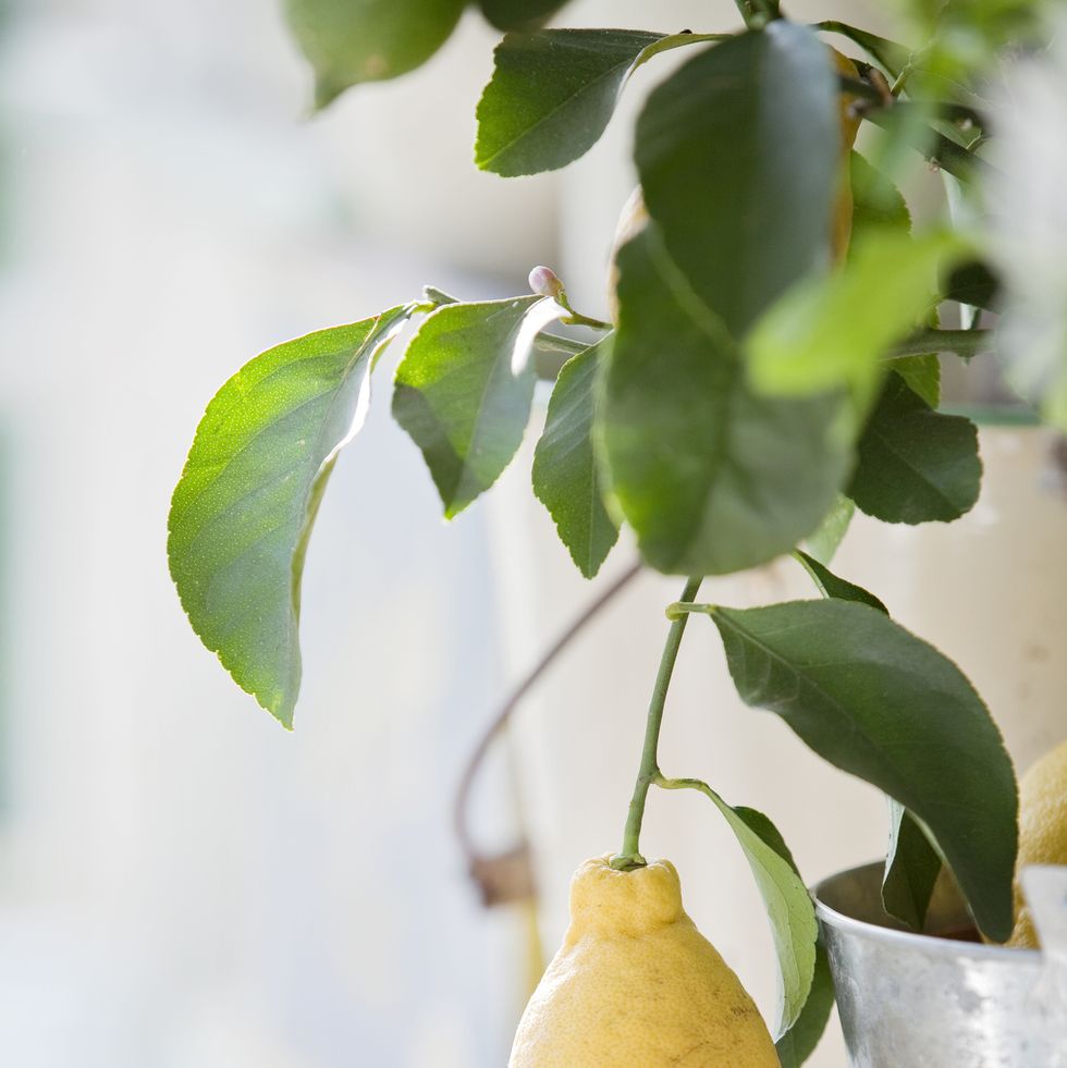 yellow lemon hanging from twig indoor house plant for scent gardening pot plant