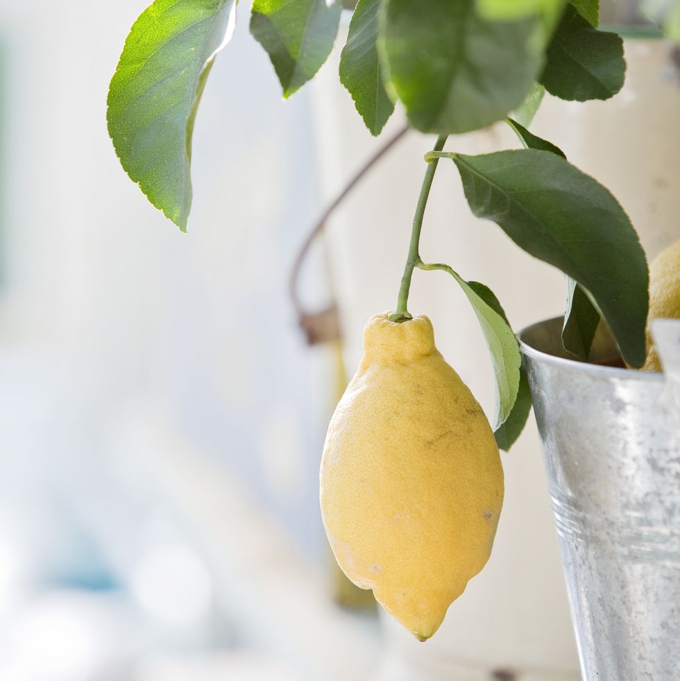 yellow lemon hanging from twig indoor house plant for scent gardening pot plant