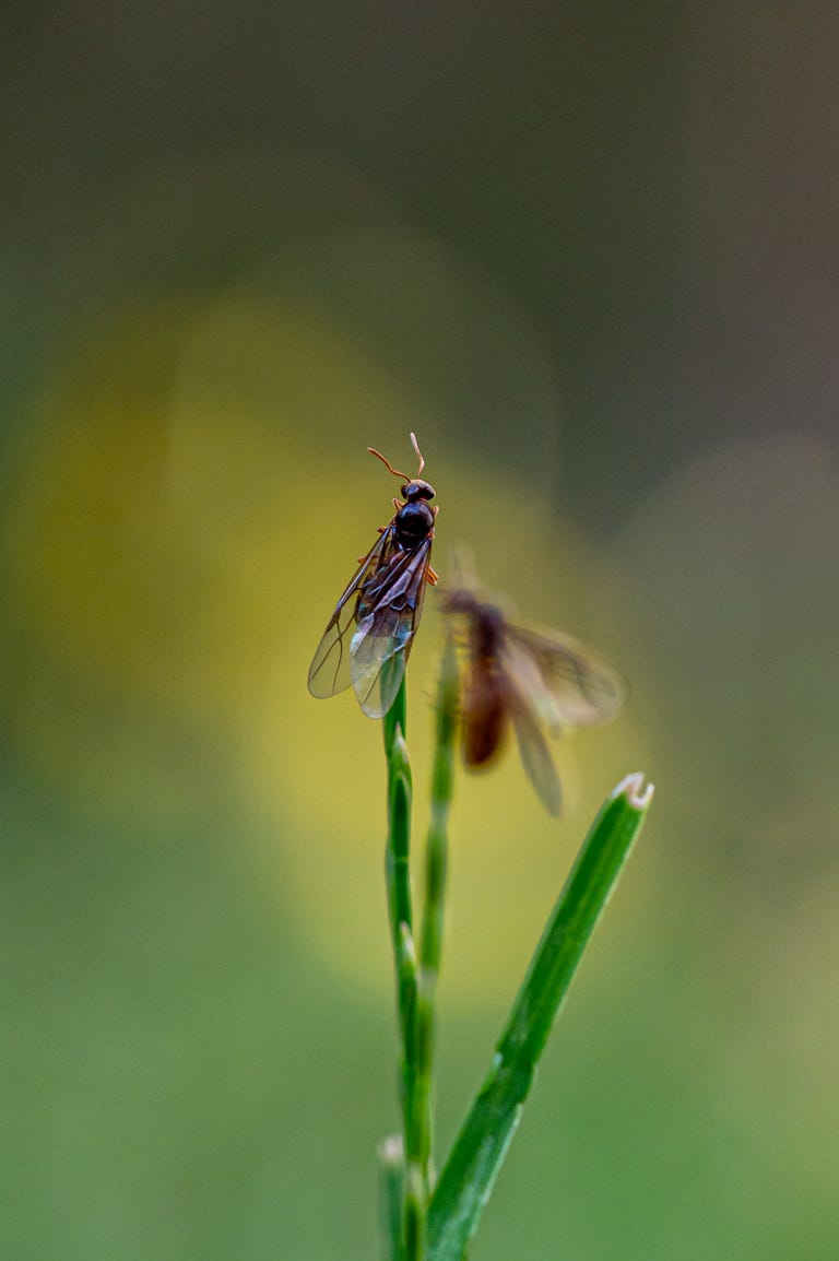 How To Get Rid of Flying Ants Ahead Of Flying Ant Day 2024