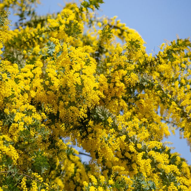 yellow mimosa flowers that signal the arrival of spring