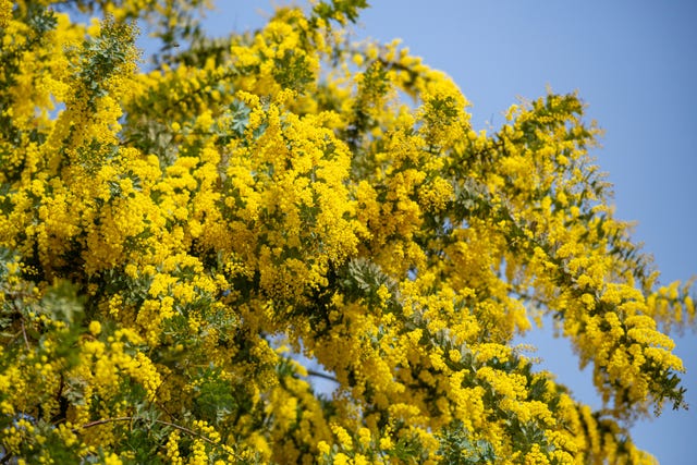 yellow mimosa flowers that signal the arrival of spring