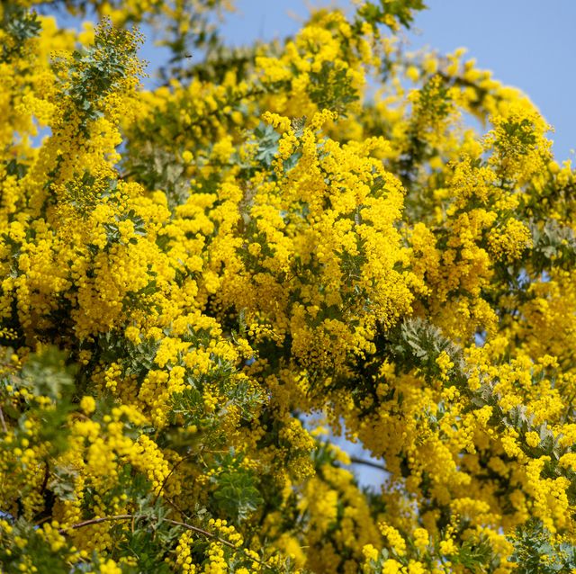 yellow mimosa flowers that signal the arrival of spring