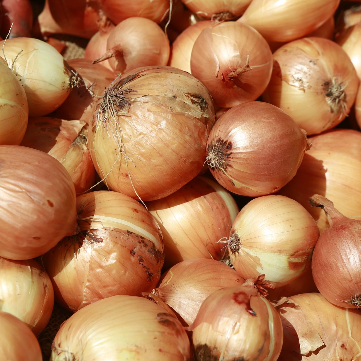 Benefits of Onions | Health Benefits of Onions