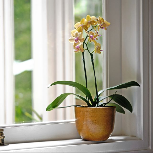 20 beautiful nontoxic houseplants safe for cats yellow orchid in a yellow vase by the window