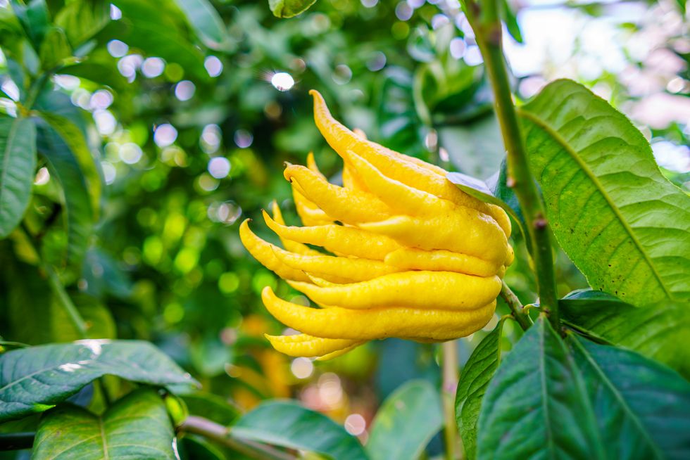 yellow organic buddhas hand citrus fruit with fingers from sicily